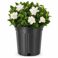 Extra Large 3 Gallon Gardenia Plant N1039