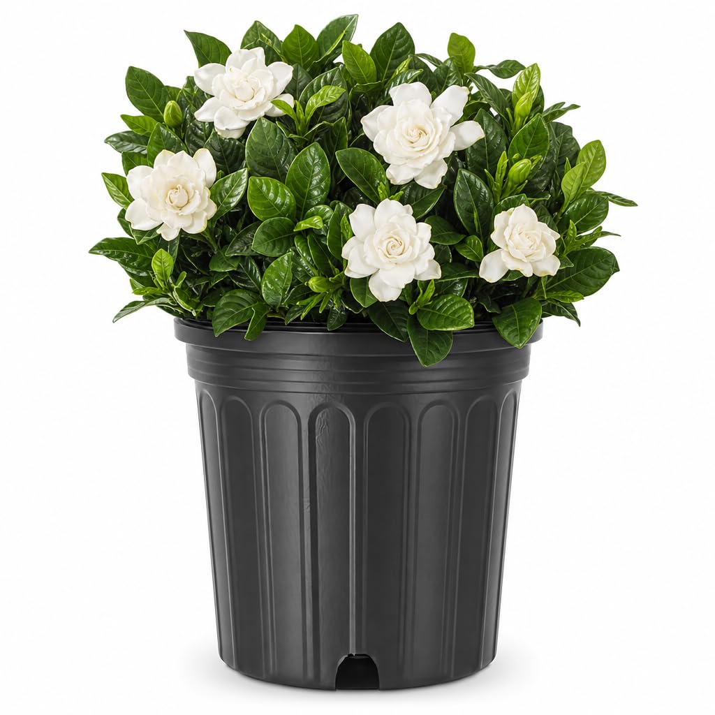 Extra Large 3 Gallon Gardenia Plant N1039