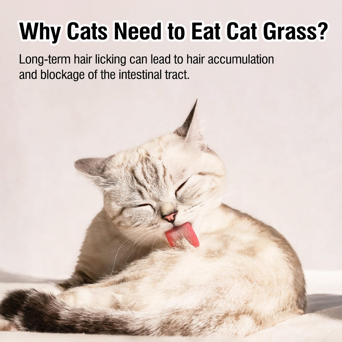 Freeze Drying Cat Grass Treats with Chicken & Egg Yolk 2.3 oz A406839