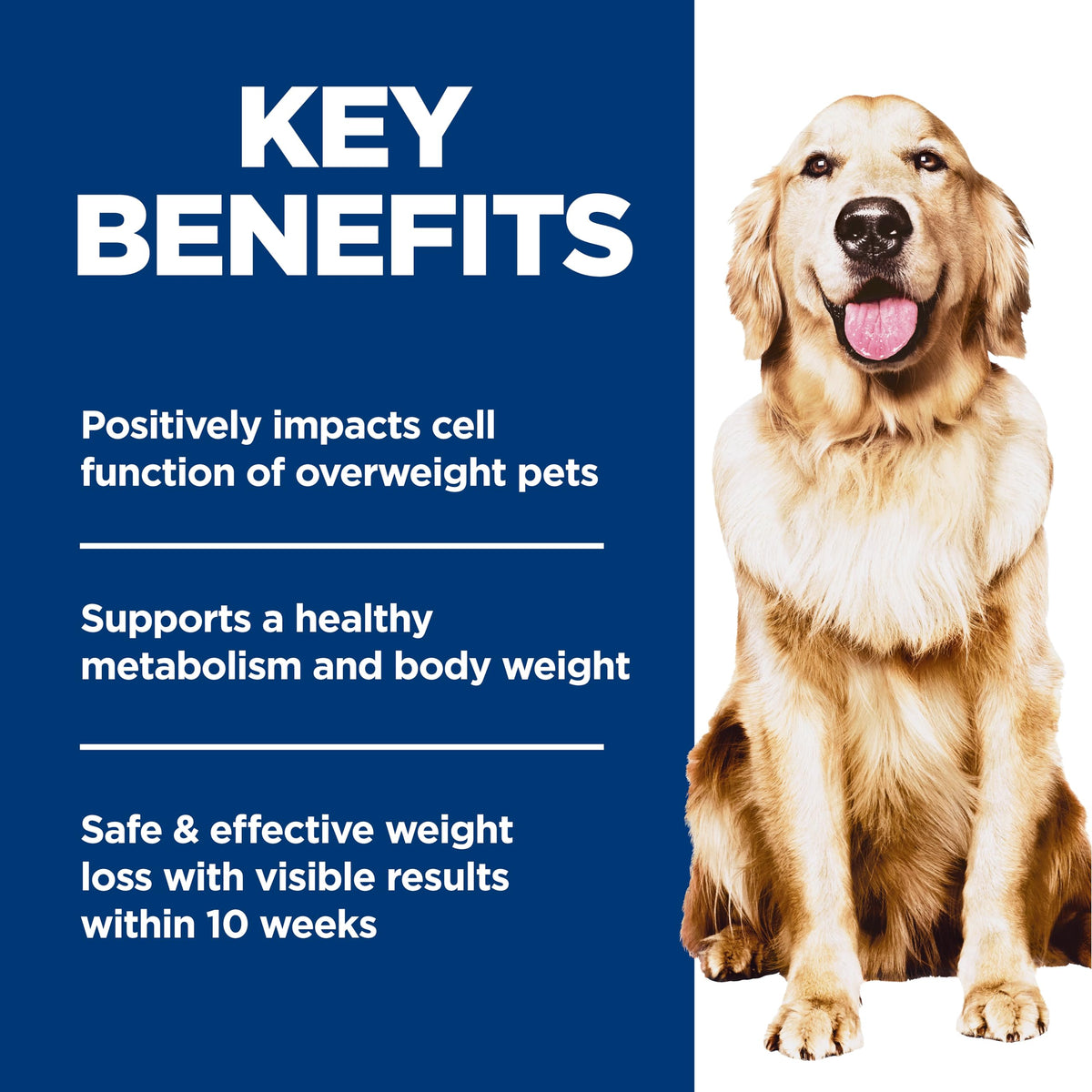 Dry Dog Food J113